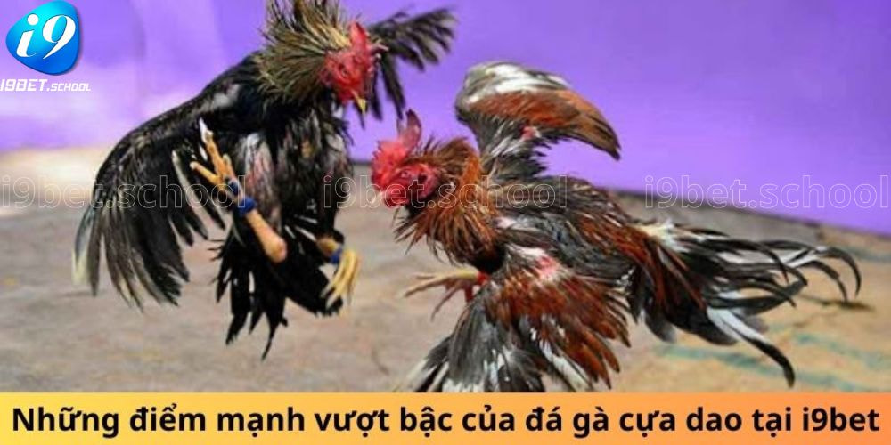 Những điểm mạnh vượt bậc của đá gà cựa dao tại I9bet