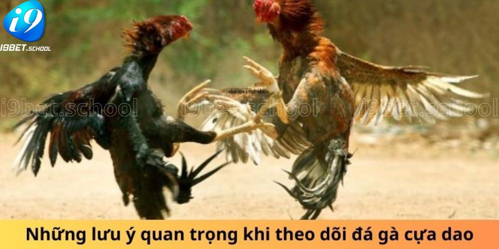 Những lưu ý quan trọng khi theo dõi đá gà cựa dao