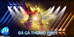 TRỰC TIẾP ĐÁ GÀ THOMO I9BET - NƠI KHỞI NGUỒN ĐAM MÊ